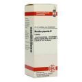 Mentha Piperita Urtinktur (20 ml) – PZN 2617940