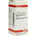 ACTAEA SPICATA D12, 80 ST