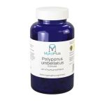 MykoPlus Polyporus Vitalpilz, 140 ST