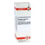 Plantago Major D 2 Dilution (20 ml)