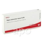 Regio Substanz  Nigrae Gl D 6 Ampullen (10X1 ml)