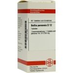 BELLIS PERENNIS D12, 80 ST